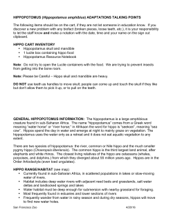 HIPPOPOTOMUS (Hippopotamus amphibius)