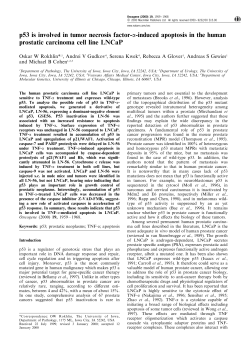 p53 is involved in tumor necrosis factor-a-induced
