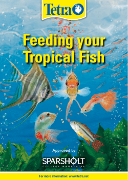 Feeding Your Tropical Fish