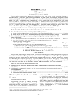 RHIZOPHORACEAE 1. RHIZOPHORA Linnaeus, Sp. Pl. 1