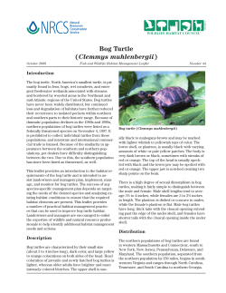 Bog Turtle (Clemmys muhlenbergii)