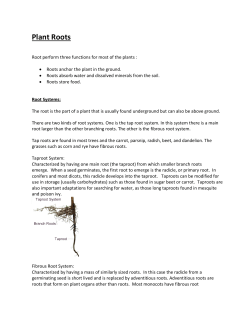 Plant Roots