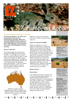 Rabbit - Arid Recovery