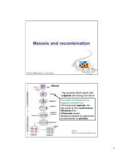 Meiosis and recombination