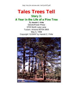 Tales Trees Tell Story 3: A Year in the Life of a Pine Tree