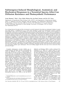 Submergence-Induced Morphological, Anatomical, and Biochemical