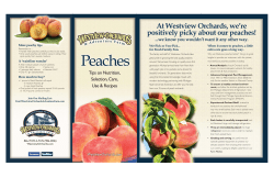 Positively Picky About Our peaches!