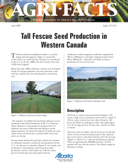Tall Fescue.pmd - Alberta Agriculture and Forestry