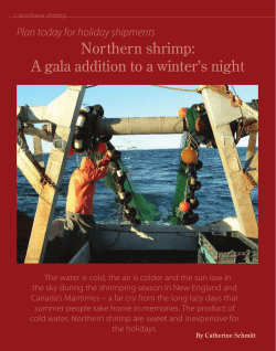 Northern shrimp: A gala addition to a winter`s night