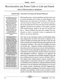 Mitochondria can Power Cells to Life and Death