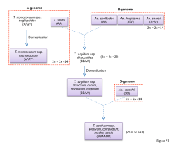 Figure S1 2n = 2x =14 2n = 2x =14 (2n = 4x =28) 2n = 2x