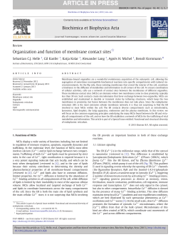 Organization and function of membrane contact sites