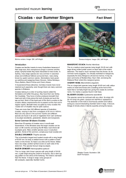Cicadas - our Summer Singers