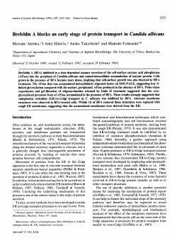 Brefeldin A blocks an early stage of protein transport