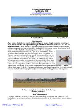 Oct 08 - Waikanae Estuary Bird Tours