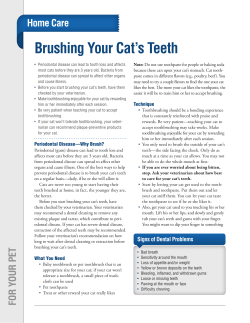 Brushing Your Cat`s Teeth - Spicewood Springs Animal Hospital