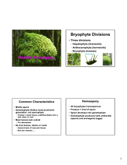 Bryophyte Divisions - People Server at UNCW
