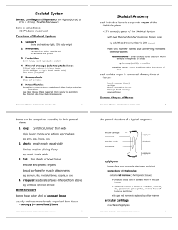 Skeletal System Skeletal Anatomy
