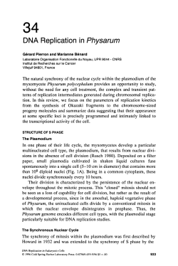 DNA Replication in Physarum