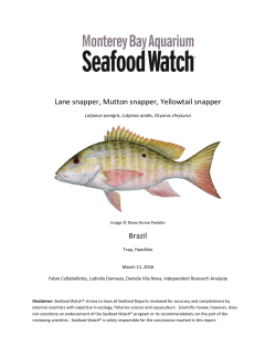 Brazil Lane, Mutton and Yellowtail Snapper Seafood Watch Report