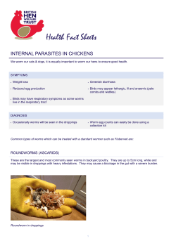 internal parasites in chickens