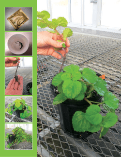 Plant Propagation Essays