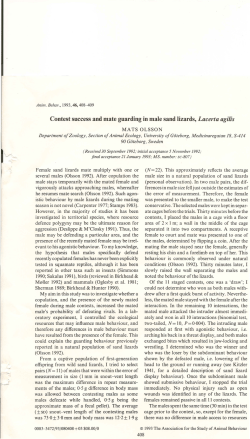 Contest success and mate guarding in male sand lizards, Lacerta