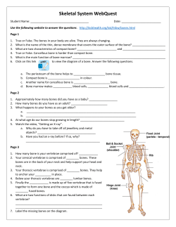 Skeletal System WebQuest
