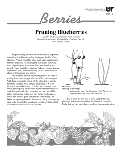Berries - Pruning Blueberries - University of Tennessee Extension