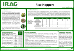 Rice Hoppers