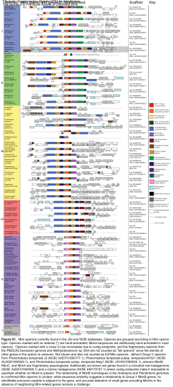 Species Mbn operon and genomic neighborhood Scaffold Key