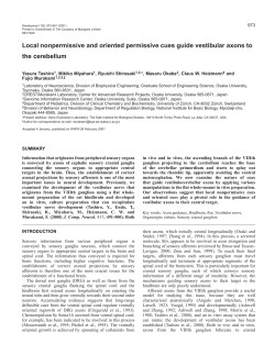 Guidance of vestibular axons