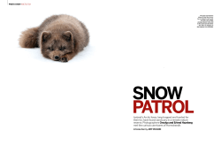 Iceland`s Arctic foxes, long trapped and hunted for their fur, have