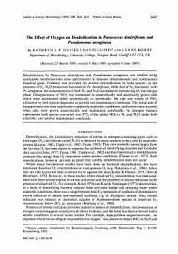 The Effect of Oxygen on Denitrification in Paracoccus