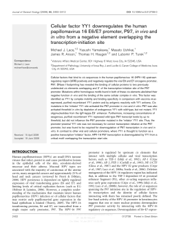 Cellular factor YY1 downregulates the human papillomavirus 16 E6