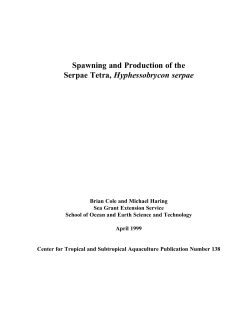 Spawning and Production of the Serpae Tetra, Hyphessobrycon