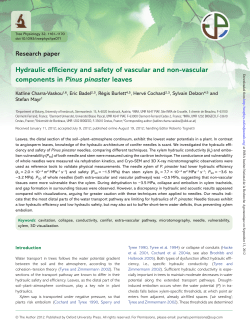 Hydraulic efficiency and safety of vascular and non
