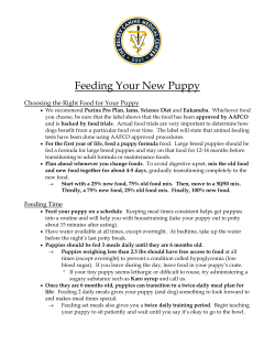 Feeding Your New Puppy - Kelsey Canine Medical Center