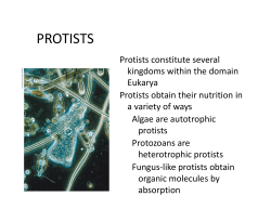 PROTISTS - Tripod.com