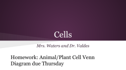 Homework: Animal/Plant Cell Venn Diagram due