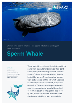 Sperm Whale Fact Sheet