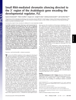Small RNA-mediated chromatin silencing directed to the 3 region of