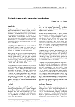 Fission inducement in Indonesian holothurians