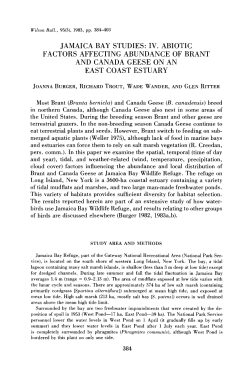 jamaica bay studies: iv. abiotic factors affecting abundance of brant