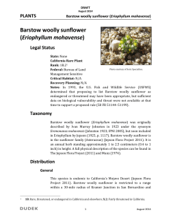 Barstow Woolly Sunflower