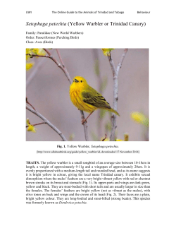Setophaga petechia (Yellow Warbler or Trinidad Canary)
