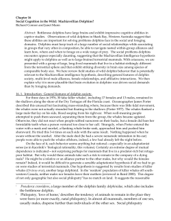 Pseudorca crassidens, a large member of the dolphin family