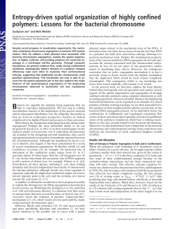 Entropy-driven spatial organization of highly confined polymers