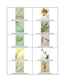 Barnyardgrass (Monocot weed species) Common milkweed (Dicot