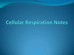 Cellular Respiration PowerPoint